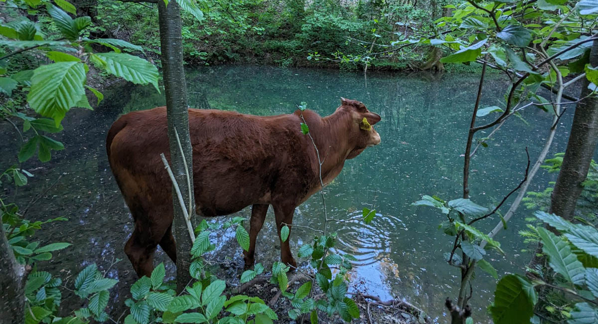 Martinihof Frankenwald – Biohof mit Ferienwohnungen